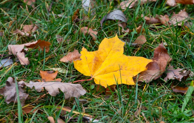 Gelb gefallenes Ahornblatt auf grünem Gras im Herbst