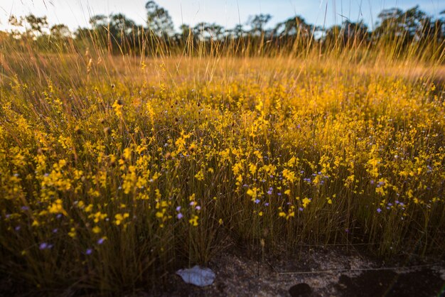 Gelb ist die Farbe der Blumen blühen in Pha Pa Luang Park. Es ist eine Utricularia bifida