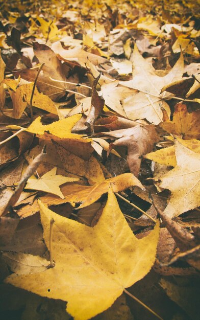 Gelb lässt Herbst auf dem Boden