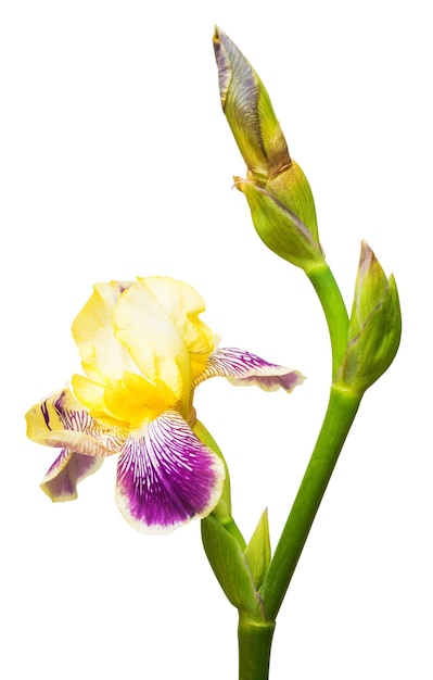 Gelb-lila Blumen Iris isoliert auf weißem Hintergrund. Flache Lage, Ansicht von oben. Ostern