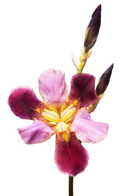 Gelb-lila Blumeniris isoliert auf weißem Hintergrund. Hochzeitskarte. Flache Lage, Ansicht von oben. Liebe. Valentinstag