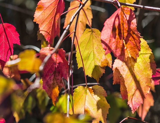 Foto gelb-lila herbstlaub