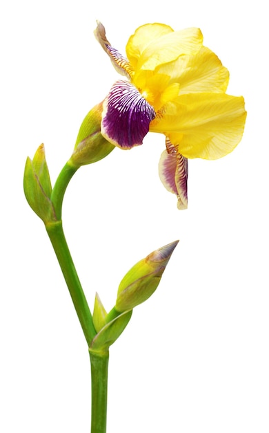 Gelb-lila Iris isoliert auf weißem Hintergrund. Blumenkarte