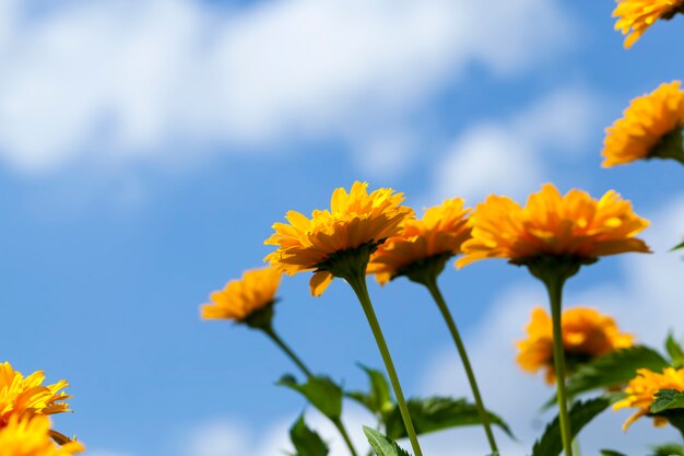 Gelb-orange Blüten im Sommer