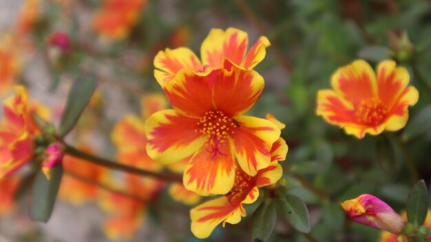 Gelb-orange Portulaca Grandiflora Blumen, die morgens gegen neun Uhr blühen