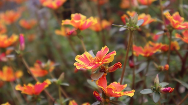 Gelb-orange Portulaca Grandiflora Blumen, die morgens gegen neun Uhr blühen