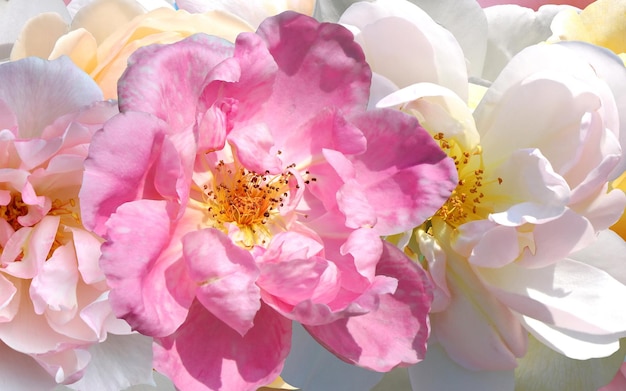 gelb rosa rosen aber blauer himmel natur hintergrund vorlage kopierraum banner gruß floral