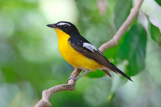 Gelb-rumped Fliegenschnäpper Ficedula zanthopygia Schöne männliche Vögel von Thailand