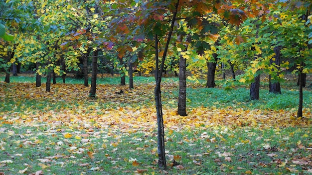 Gelb verlässt auf Herbstbäumen im Stadtpark.