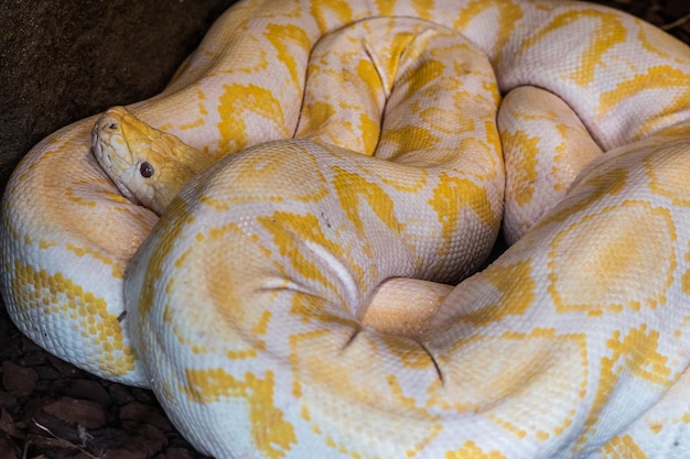 Gelb-weißer burmesischer Python, zusammengerollt mit hervorstehendem Kopf. Python bivittatus