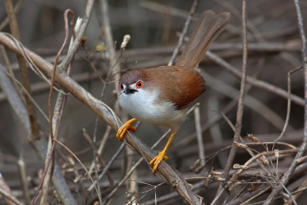 Gelbäugiger Babbler Chrysomma sinense schöne Vögel von Thailand