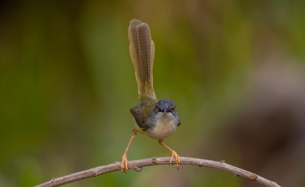 Gelbbauch-Prinia auf Ast Baum Tierportrait