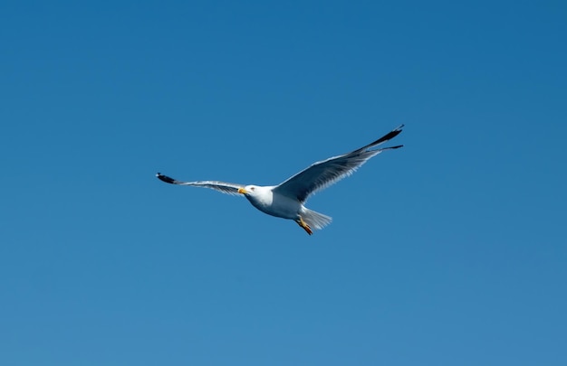 Gelbbeinige Möwe Larus Michahellis weiße Farbe fliegt auf klarem blauen Himmel Hintergrund Unter Sicht
