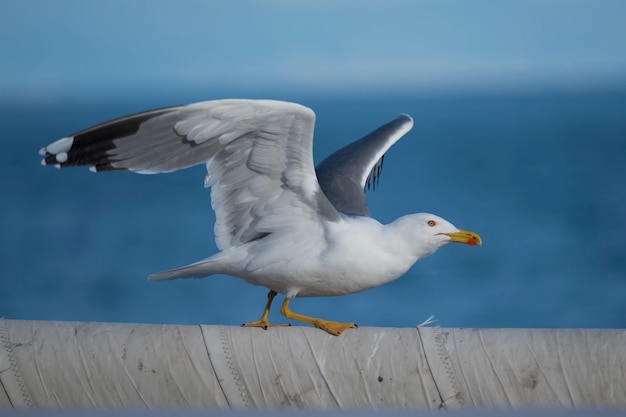 Gelbbeinige Möwe