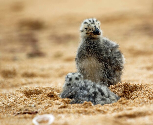 Gelbbeinige Möwenküken an einem portugiesischen Strand