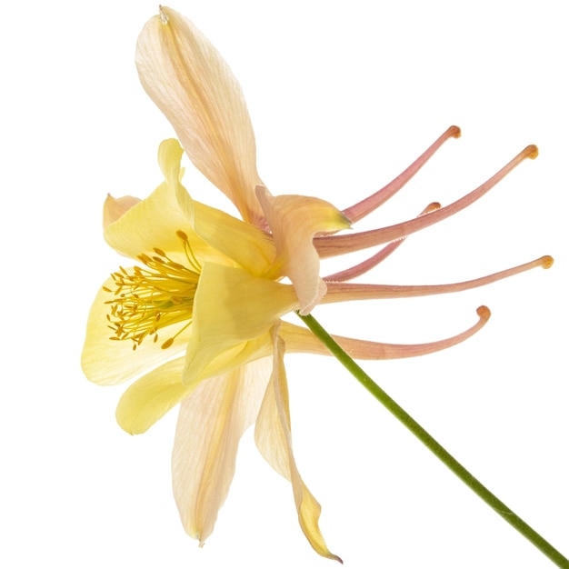 Gelbcreme-Blume der Aquilegia-Blüte des Einzugsgebiets, Nahaufnahme, isoliert auf weißem Hintergrund
