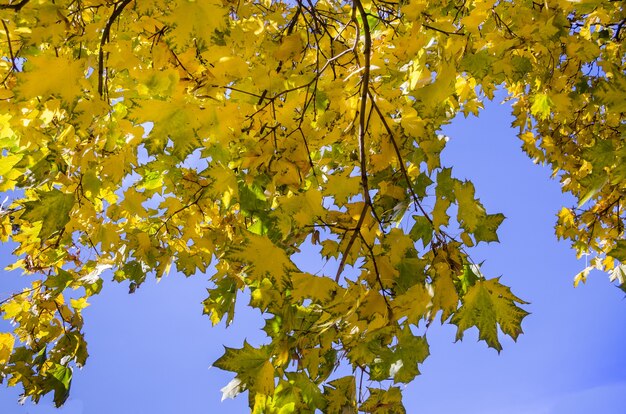 Gelbe Ahornblätter auf einem Ast vor blauem Himmel