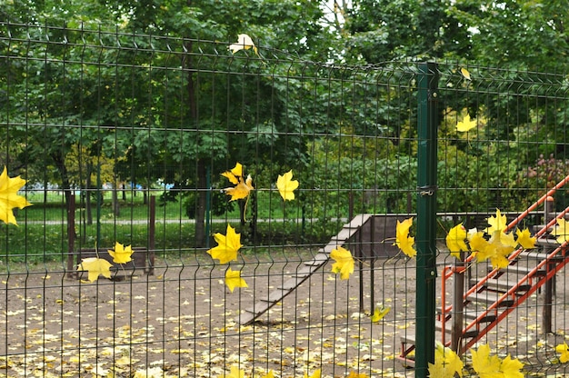 Gelbe Ahornblätter auf einem Zaungitter. Herbstskizze, Blätter am Zaun. Herbst, Hintergrund.