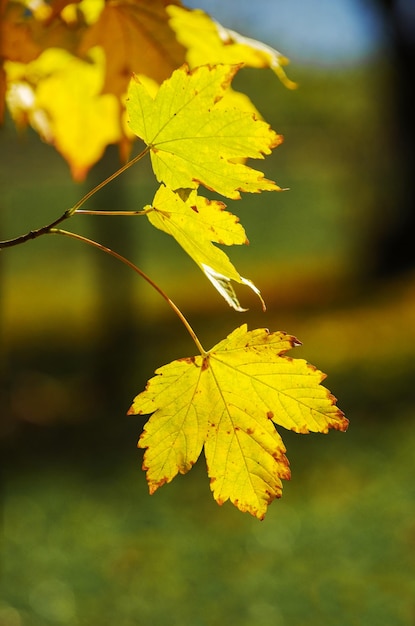 Gelbe Ahornblätter auf einem Zweig im Herbst