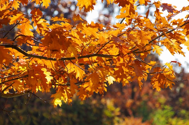 Gelbe Ahornblätter auf einem Zweig im Herbst