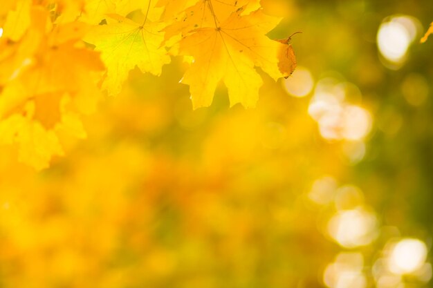 Gelbe Ahornblätter auf verschwommenem Hintergrund Gelbe Blätter auf Bäumen Goldene Blätter im Herbstpark