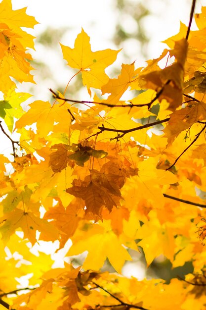 Gelbe Ahornblätter auf verschwommenem Hintergrund Gelbe Blätter auf Bäumen Goldene Blätter im Herbstpark