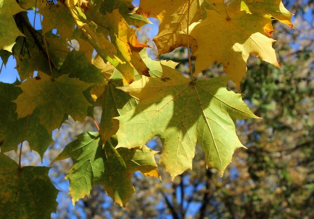 Gelbe Ahornblätter, die von der Herbstsonne beleuchtet werden