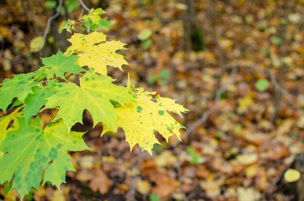 Gelbe Ahornblätter gegen den Himmel. Schöner Herbstnaturhintergrund. Selektiver Fokus