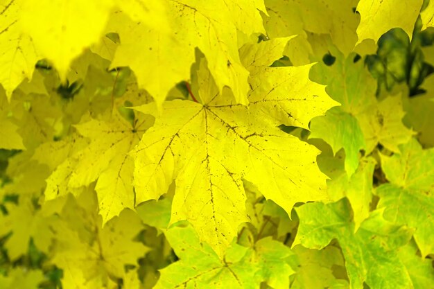 Gelbe Ahornblätter Goldene Blätter im Herbstpark Selektiver verschwommener Fokus