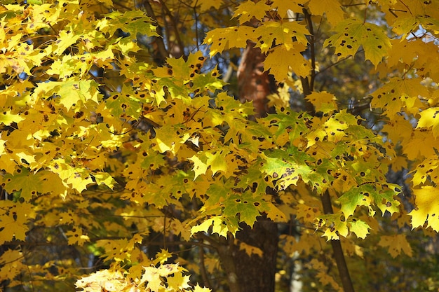 Gelbe Ahornblätter - Herbstlandschaft