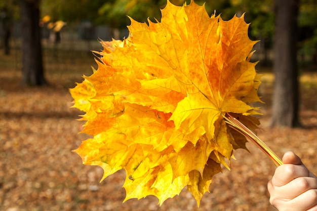 Gelbe Ahornblätter, Herbstpark, goldene Herbstzeit, die gelben Blätter in der Hand, über Herbst, Herbstthema, Design, Kreativität, Herbstblumenstrauß