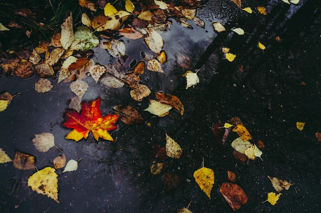 gelbe Ahornblätter im Herbst in einer Pfütze Herbstatmosphäre Ahornblätter auf einem Hintergrund von Wasser