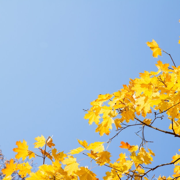 Gelbe Ahornblätter im Herbstpark auf hellem Hintergrund des blauen Himmels