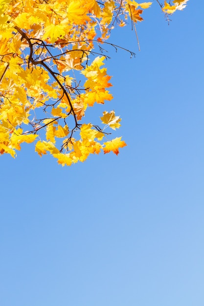 Gelbe Ahornblätter im Herbstpark, Kopienraum am strahlend blauen Himmel