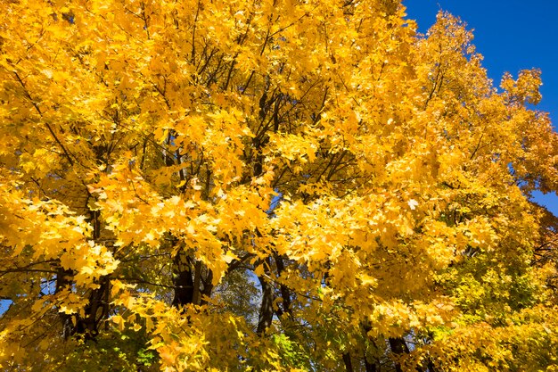 gelbe Ahornblätter im Herbstpark