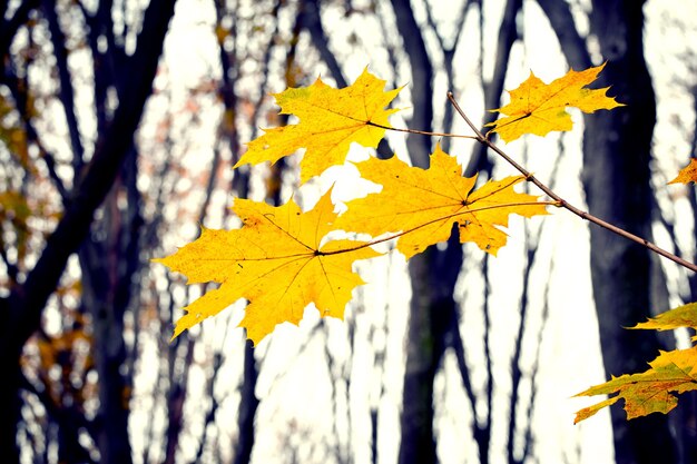 Gelbe Ahornblätter im Herbstwald auf einem Hintergrund von kahlen Bäumen