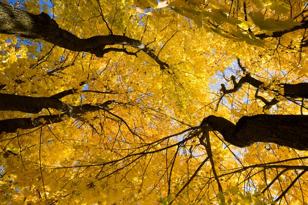 Gelbe Ahornblätter im Wald