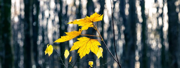 Gelbe Ahornblätter in einem dunklen Wald, Panorama. Herbstwald