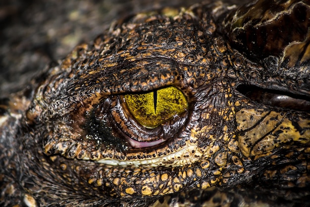 Gelbe Augen des Jägers.