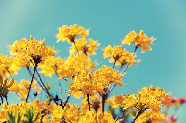 Gelbe Azaleenblumen im Garten an sonnigen Tagen gegen den blauen Himmel