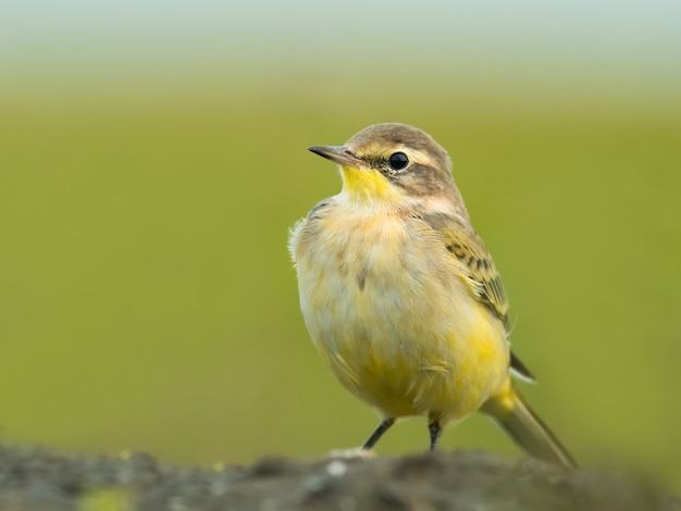 Gelbe Bachstelze Motacilla Flava, die im Schlamm sitzt