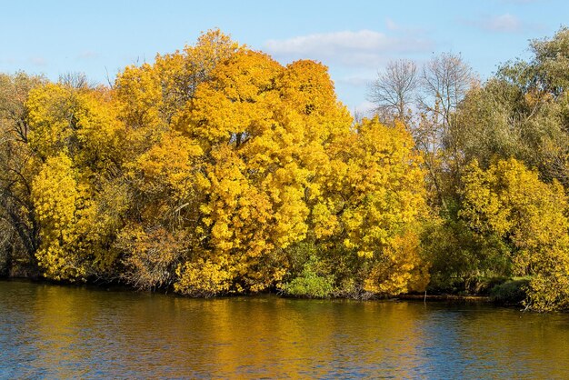 Gelbe Bäume im Herbst am Fluss