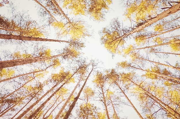 Gelbe Bäume im Herbstwald gegen blassen Himmel