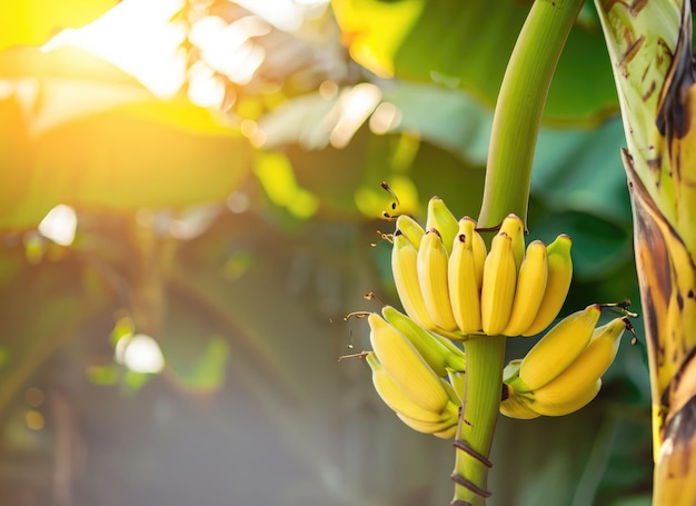 Foto gelbe banane wächst auf einem baum im erntegarten bei einer ewigen sonneneruption.