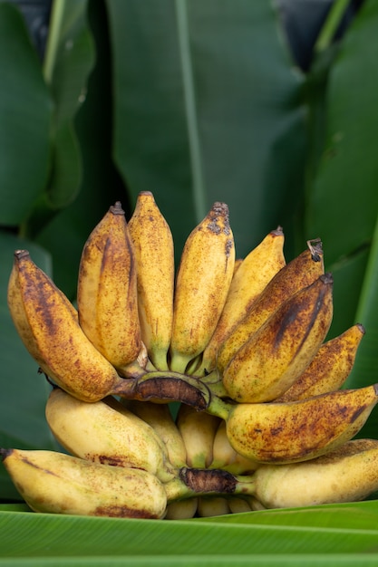 Gelbe Bananenniederlassung mit grünem Blatthintergrund