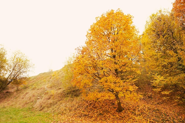 Gelbe Baumherbstsaison