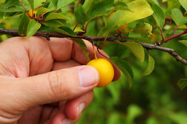 Gelbe Beerenpflaume in der Hand