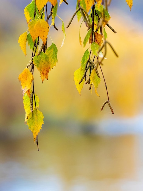 Gelbe Birkenblätter an einem Baum hautnah auf einem verschwommenen Hintergrund Herbstlaub