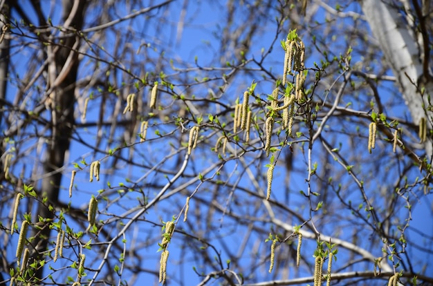 Gelbe Birkenknospen hängen an den Niederlassungen im Frühjahr