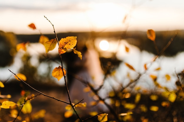 Gelbe Blätter am Baum